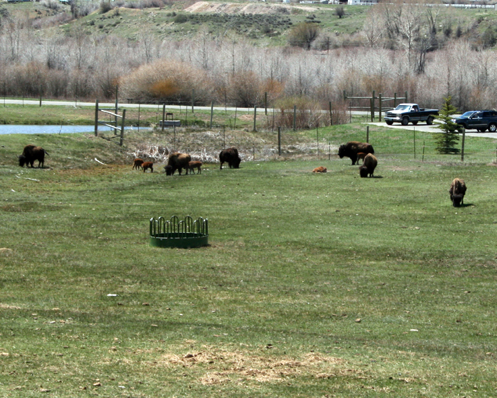 Bison with "Younuns"