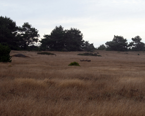 01-Deer on Mile Hike to Point Cabrillo Lighthouse